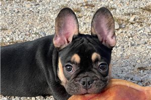 Tucker - French Bulldog for sale