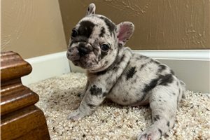 Tiger - French Bulldog for sale
