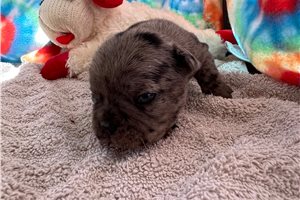 Tasha - puppy for sale