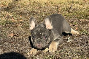 Rufus - French Bulldog for sale