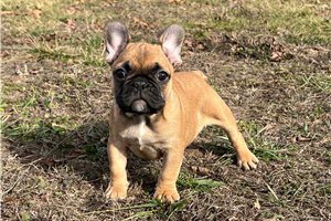 Phoenix - puppy for sale
