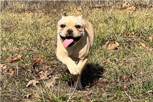Natalie - French Bulldog for sale