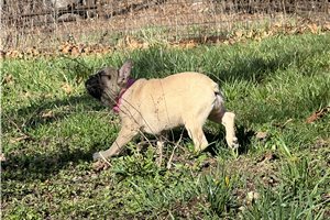 Sherri - French Bulldog for sale