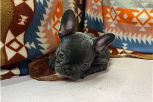 Tulip - French Bulldog for sale