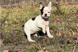 Paisley - French Bulldog for sale