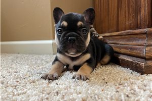 Tucker - French Bulldog for sale