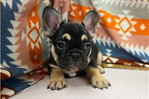 Tucker - French Bulldog for sale