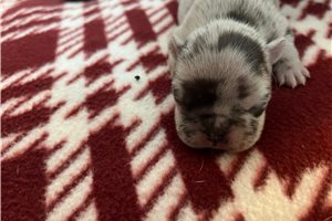 Tiger - puppy for sale
