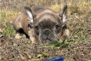 Peter - French Bulldog for sale