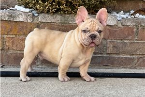 Tony - French Bulldog for sale
