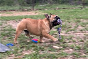 Phoenix - French Bulldog for sale