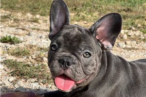 Tulip - French Bulldog for sale