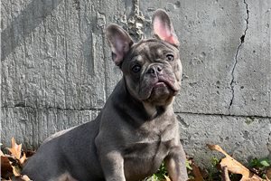 Rufus - French Bulldog for sale