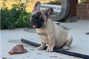 Turtle - French Bulldog for sale