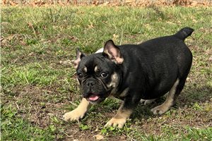 Osborn - French Bulldog for sale