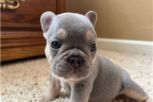 Timon - French Bulldog for sale