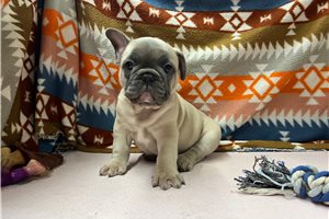 Trent - French Bulldog for sale