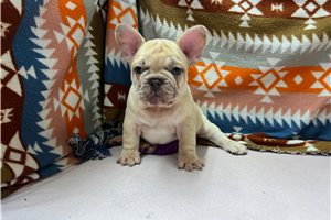 Tony - French Bulldog for sale