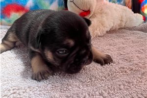 Tucker - puppy for sale