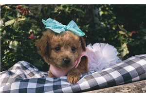 Amelie - Poodle, Toy for sale
