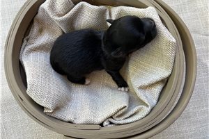 Arch - Chihuahua for sale