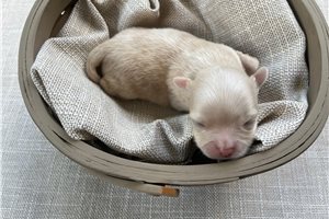 Armin - Chihuahua for sale