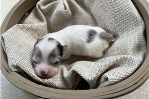 Annamae - Chihuahua for sale