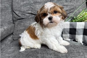 Porter - Shih Tzu for sale
