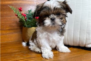 Omega - Shih Tzu for sale