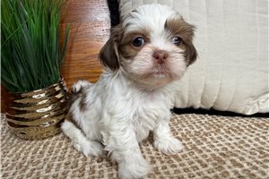 Reba - Shih Tzu for sale