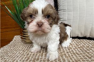 Rhett - puppy for sale