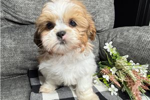 Parker - Shih Tzu for sale