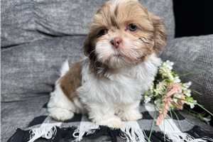Rosie - Shih Tzu for sale