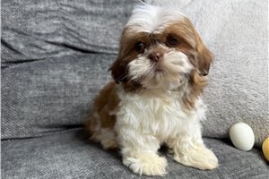Reese - Shih Tzu for sale