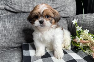 Ronald - Shih Tzu for sale
