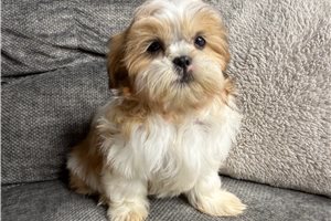 Parker - Shih Tzu for sale