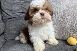 Rhett - Shih Tzu for sale
