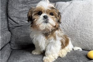 Pedro - Shih Tzu for sale