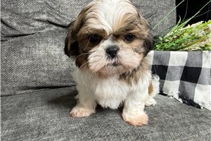 Pedro - puppy for sale