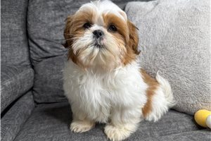Patterson - Shih Tzu for sale