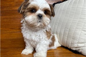 Ombre - Shih Tzu for sale
