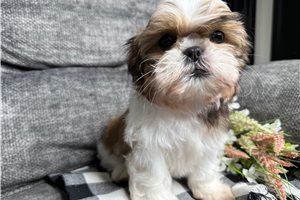 Pedro - Shih Tzu for sale