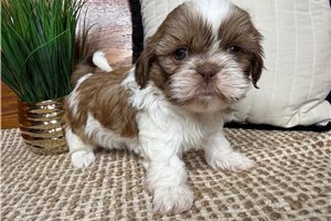 Reese - puppy for sale