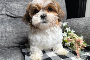 Porter - Shih Tzu for sale