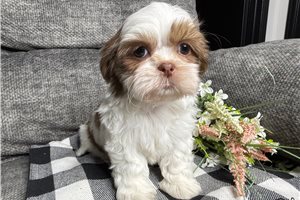 Reba - Shih Tzu for sale