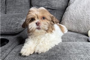 Rosie - Shih Tzu for sale