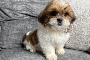 Ronald - Shih Tzu for sale