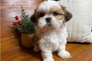 Omar - puppy for sale