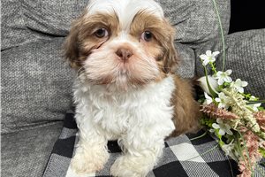 Rhett - Shih Tzu for sale