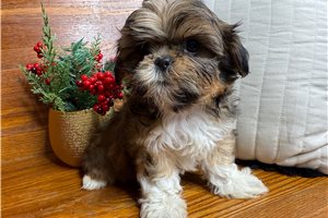 Ollie - puppy for sale
